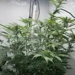 Tangerine Dream - Molly