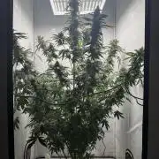 Tangerine Dream - Molly