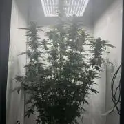 Tangerine Dream - Molly