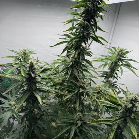 Tangerine Dream - Molly