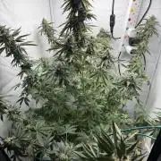 Tangerine Dream - Molly