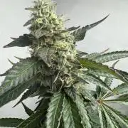 Tangerine Dream - Molly