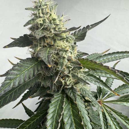 Tangerine Dream - Molly