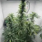 Tangerine Dream - Molly