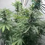 Tangerine Dream - Molly