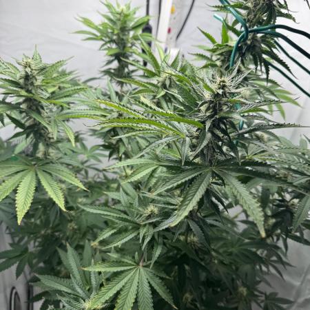 Tangerine Dream - Molly