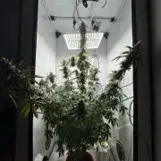 Tangerine Dream - Molly