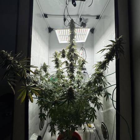 Tangerine Dream - Molly