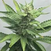 Tangerine Dream - Molly