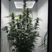 Tangerine Dream - Molly