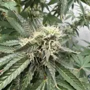 Tangerine Dream - Molly