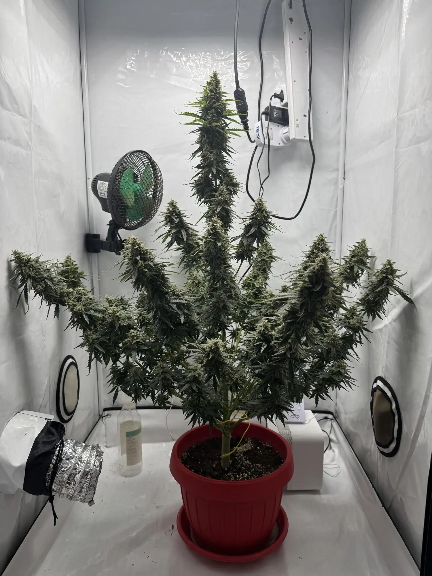 ゆ*ん様 ラスト プロテア Australis Ruby 常緑樹 5号鉢 Auto Zkittlez Genetics - Polly grow journal by Kassus_Kush