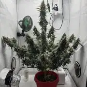 Auto Zkittlez Genetics - Polly