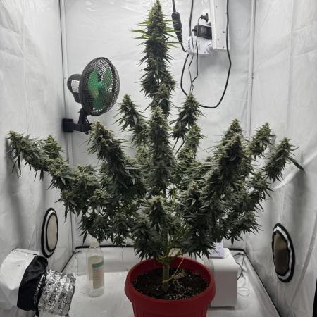 Auto Zkittlez Genetics - Polly