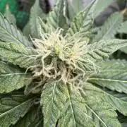 Tangerine Dream - Molly