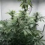 Tangerine Dream - Molly