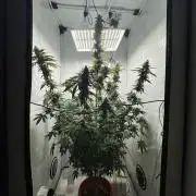 Tangerine Dream - Molly