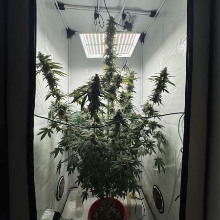 Tangerine Dream - Molly