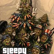 Sleepy Joe - Ursola