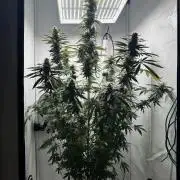 Tangerine Dream - Molly