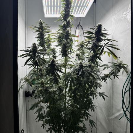 Tangerine Dream - Molly