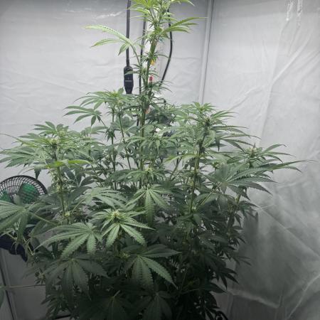 Tangerine Dream - Molly