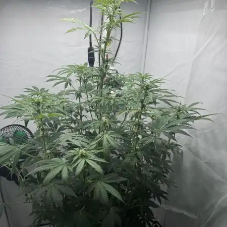 Tangerine Dream - Molly