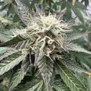 Tangerine Dream - Molly