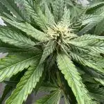 Tangerine Dream - Molly