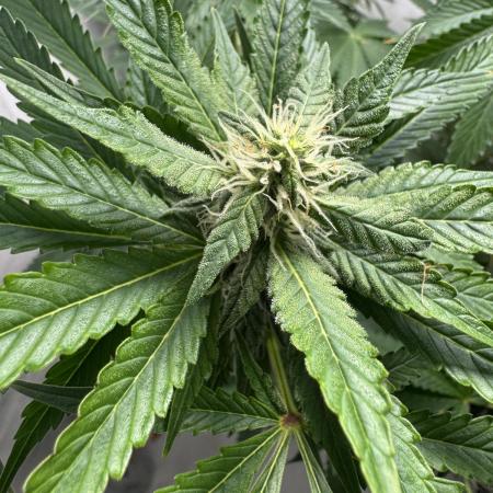 Tangerine Dream - Molly