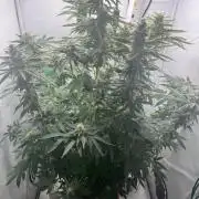 Tangerine Dream - Molly