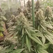 F1 Thin Mint frosting