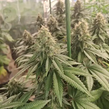 F1 Thin Mint frosting
