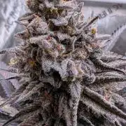 The old man and the ocean