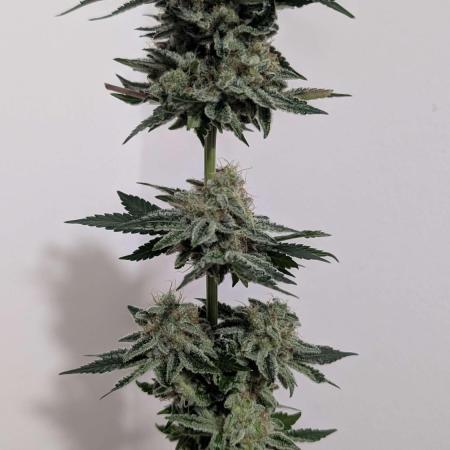 Zoomiez - Beginner 3. Grow