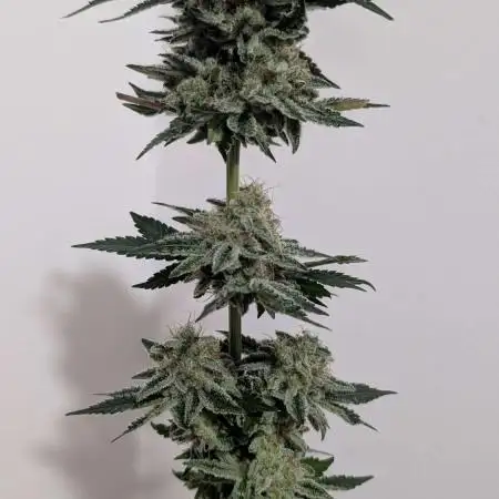 Zoomiez - Beginner 3. Grow