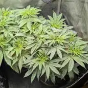 Inferno, Purgatorio & Madman