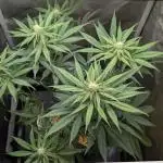 The old man and the ocean