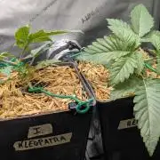 Inferno, Purgatorio & Madman