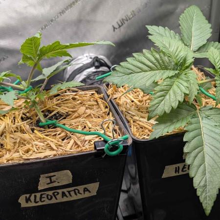 Inferno, Purgatorio & Madman