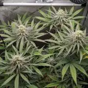 The old man and the ocean