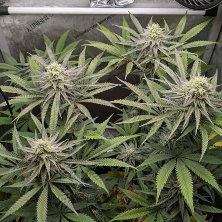 The old man and the ocean