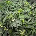 The old man and the ocean