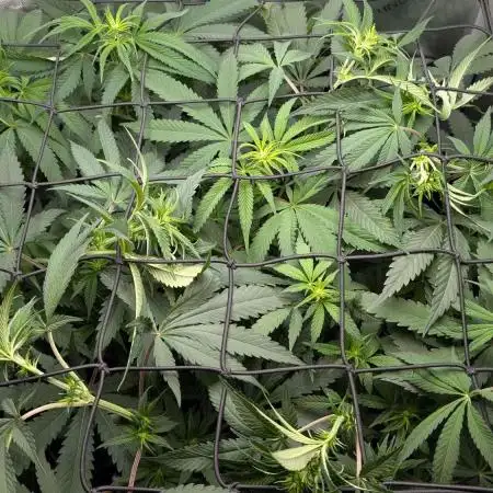 The old man and the ocean