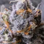 The old man and the ocean