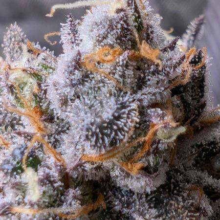 The old man and the ocean