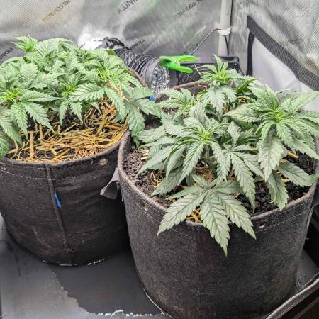 Inferno, Purgatorio & Madman