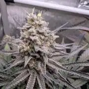 The old man and the ocean