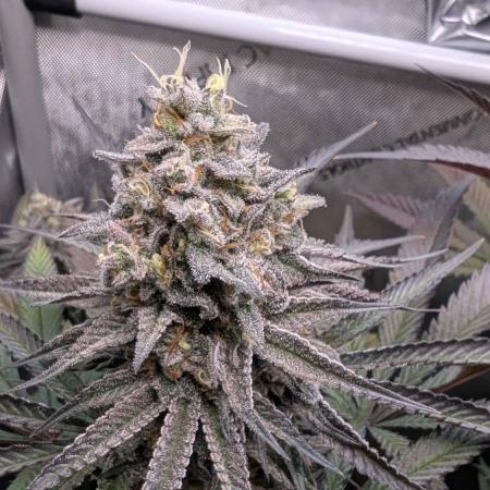 The old man and the ocean