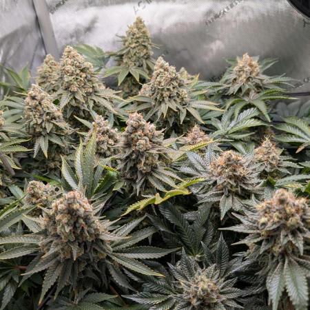 Zoomiez - Beginner 3. Grow